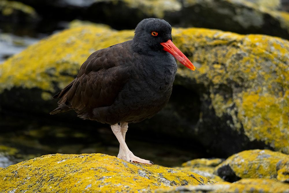 Falkland Islands. A blackish oystercatcher stands on the lichen covered rocks. art print by Ellen B. Goff for $57.95 CAD