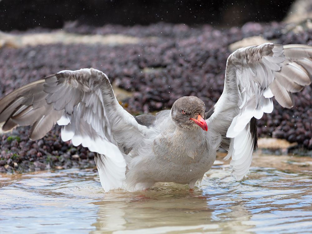 Falkland Islands. A dolphin gull enjoys a bath in a small puddle. art print by Ellen B. Goff for $57.95 CAD