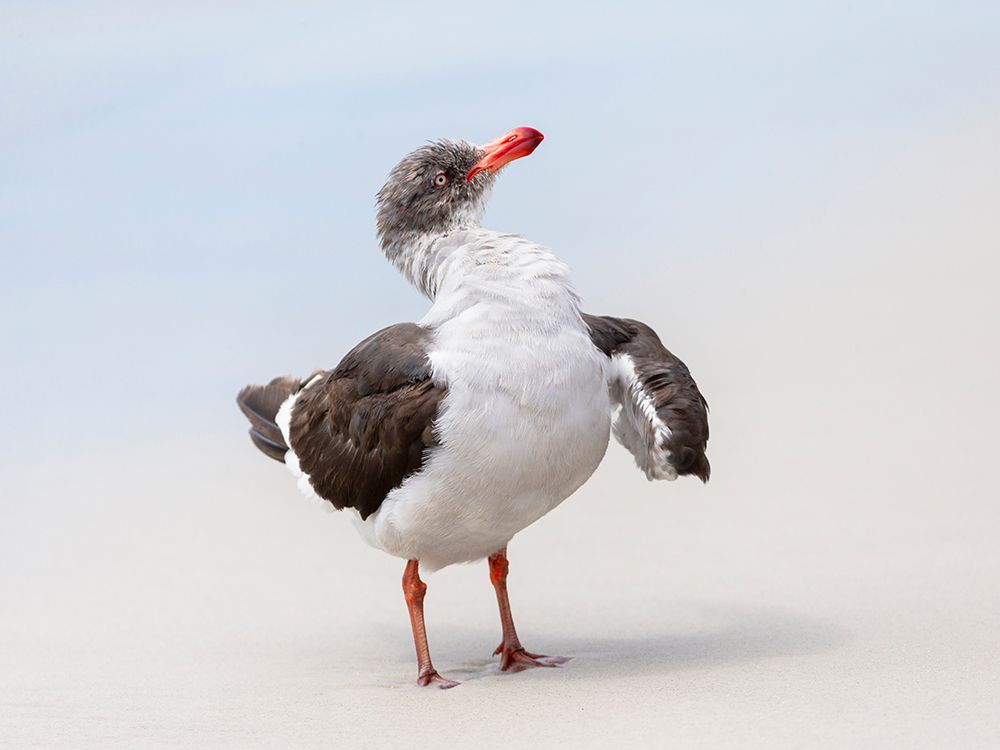 Falkland Islands. A dolphin gull flaps its wings and jumps to dry its wet feathers. art print by Ellen B. Goff for $57.95 CAD