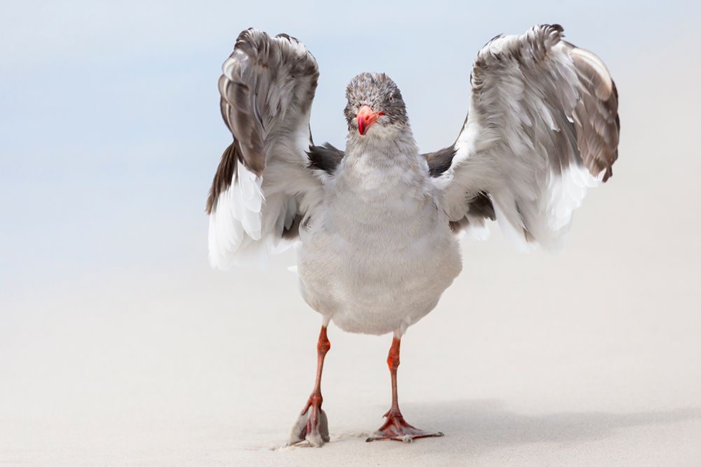 Falkland Islands. A dolphin gull flaps its wings and jumps to dry its wet feathers. art print by Ellen B. Goff for $57.95 CAD