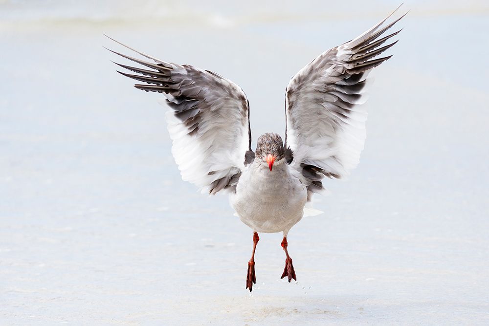 Falkland Islands. A dolphin gull flaps its wings and jumps to dry its wet feathers. art print by Ellen B. Goff for $57.95 CAD