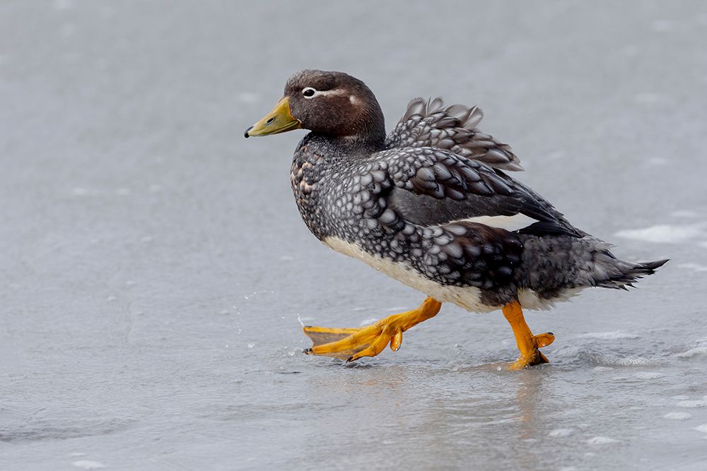 Falkland Islands. A female Falkland steamer duck walks through the water on the beach. art print by Ellen B. Goff for $57.95 CAD