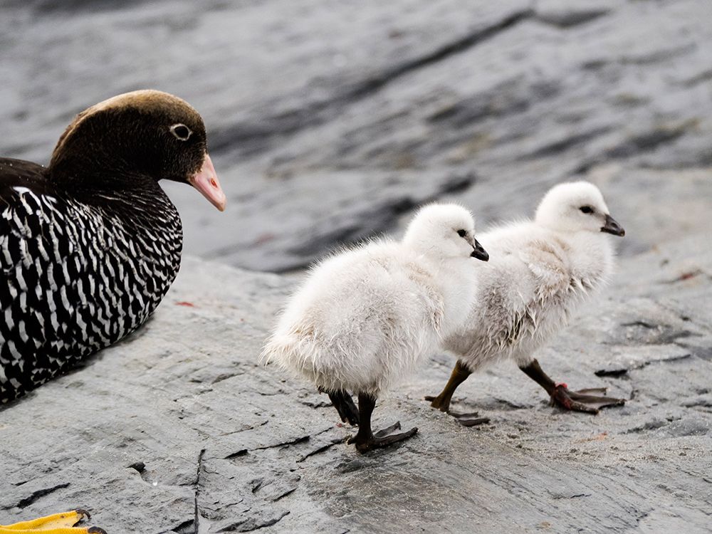 Falkland Islands. A female kelp goose walks with her two white chicks. art print by Ellen B. Goff for $57.95 CAD