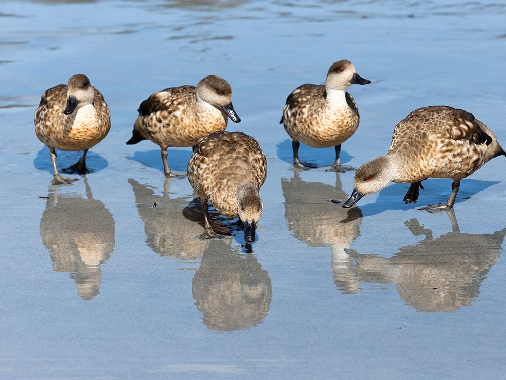 Falkland Islands. A group of crested ducks forage on the wet beach. art print by Ellen B. Goff for $57.95 CAD