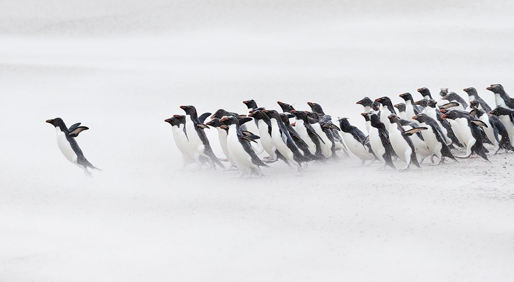 Falkland Islands. A group of rockhopper penguins emerge from the sea. art print by Ellen B. Goff for $57.95 CAD