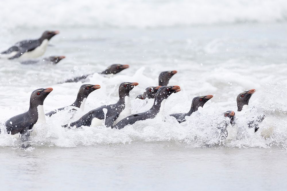 Falkland Islands. A group of rockhopper penguins emerge from the waves. art print by Ellen B. Goff for $57.95 CAD