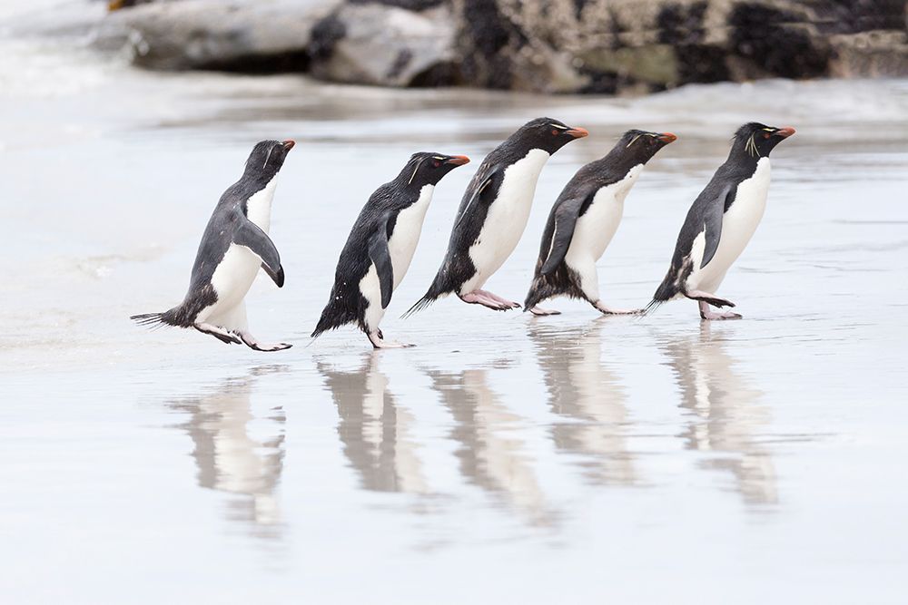 Falkland Islands. A group of rockhopper penguins hop over the wet beach towards the rookery. art print by Ellen B. Goff for $57.95 CAD