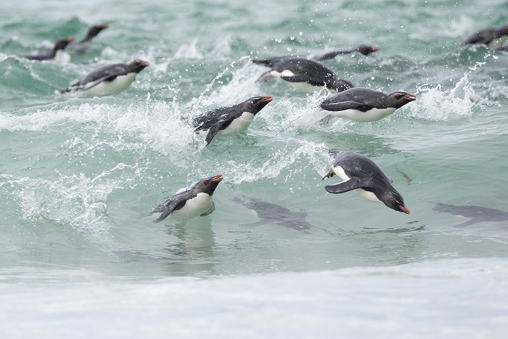 Falkland Islands. A group of rockhopper penguins porpoising through water on the way to the beach. art print by Ellen B. Goff for $57.95 CAD