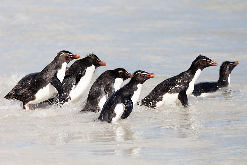 Falkland Islands. A group of rockhopper penguins wade through the water. art print by Ellen B. Goff for $57.95 CAD
