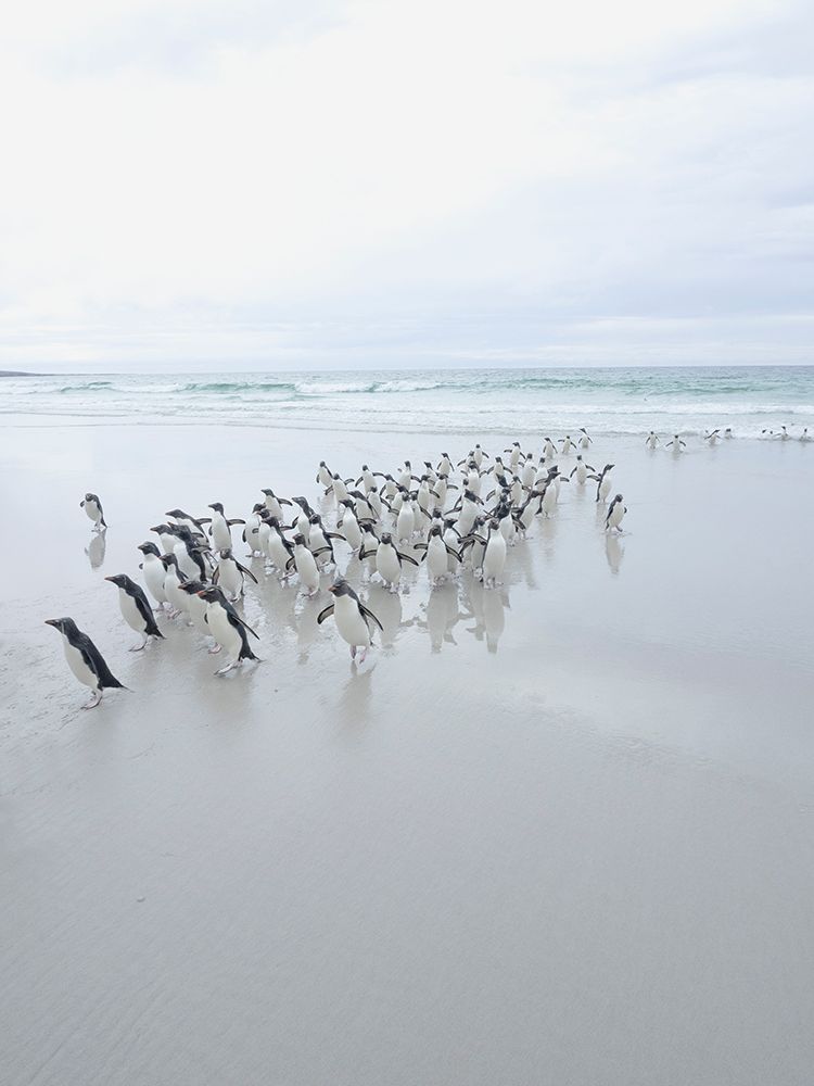 Falkland Islands. A group of rockhopper penguins walk on the beach after emerging from the sea. art print by Ellen B. Goff for $57.95 CAD