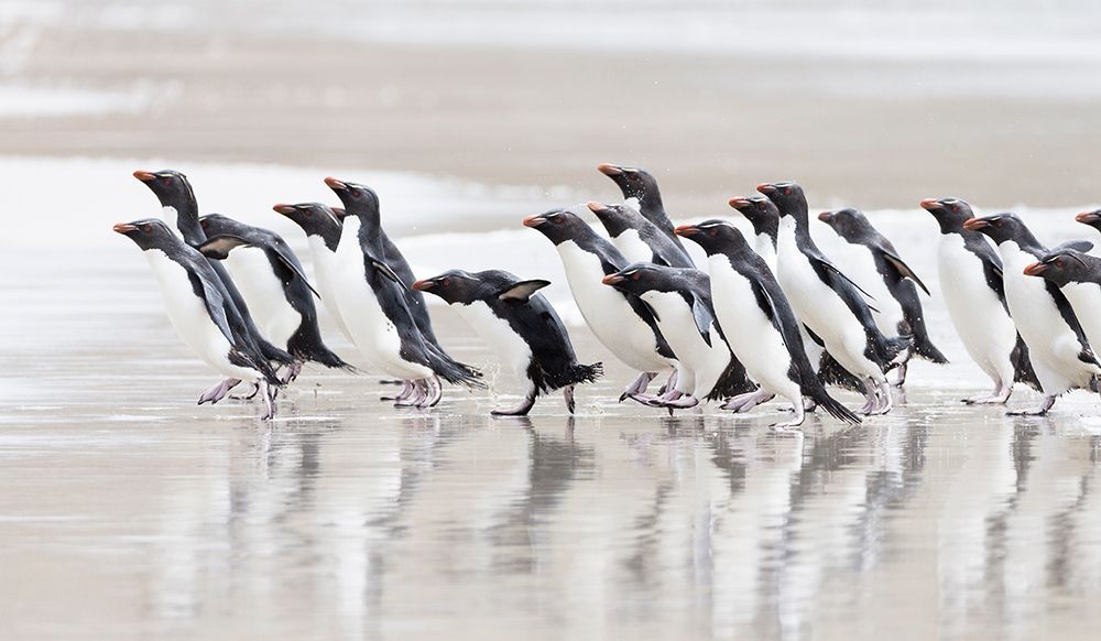 Falkland Islands. A group of rockhopper penguins walks towards the ocean. art print by Ellen B. Goff for $57.95 CAD