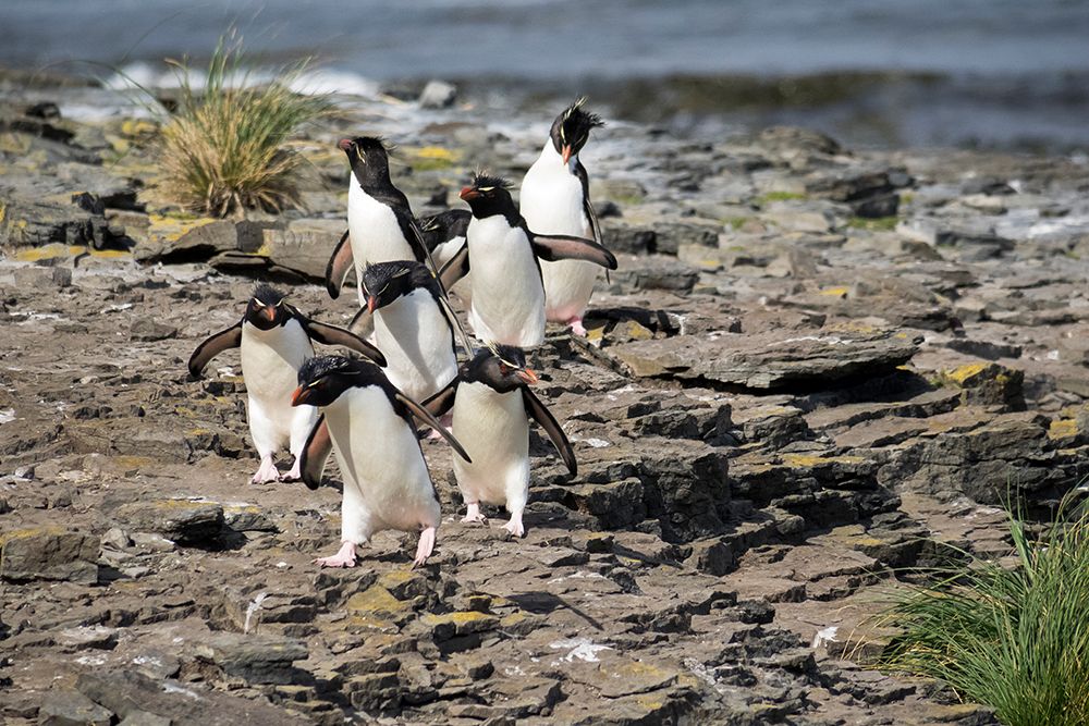 Falkland Islands. A group of rockhoppers approach the rookery after climbing the cliff from the sea art print by Ellen B. Goff for $57.95 CAD
