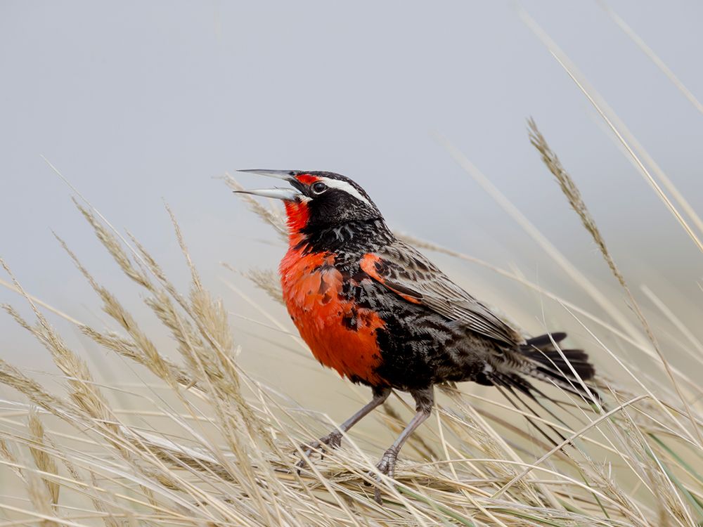 Falkland Islands. A long-tailed meadowlark stands and sings in the long grass. art print by Ellen B. Goff for $57.95 CAD