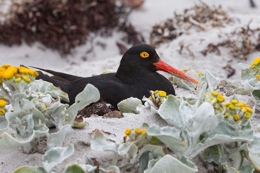 Falkland Islands. A Magellanic oystercatcher nestles in the sand among the sea cabbage. art print by Ellen B. Goff for $57.95 CAD