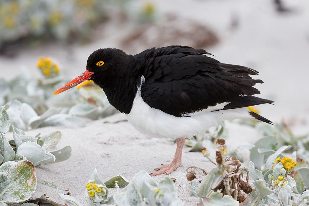 Falkland Islands. A Magellanic oystercatcher stands in the sand among the sea cabbage. art print by Ellen B. Goff for $57.95 CAD