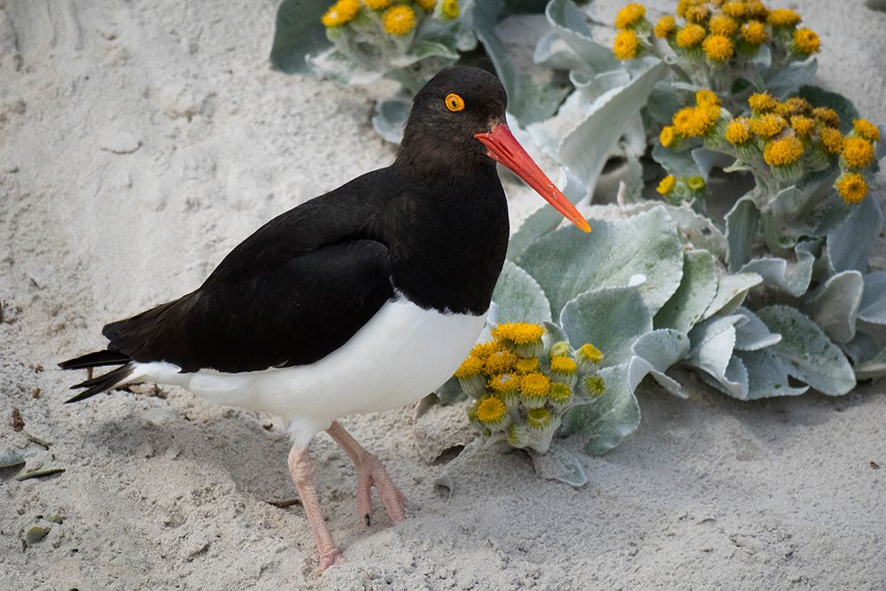 Falkland Islands. A Magellanic oystercatcher stands in the sand among the sea cabbage. art print by Ellen B. Goff for $57.95 CAD
