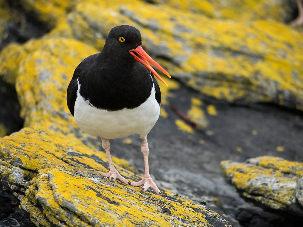 Falkland Islands. A Magellanic oystercatcher stands on the yellow, lichen covered rocks. art print by Ellen B. Goff for $57.95 CAD