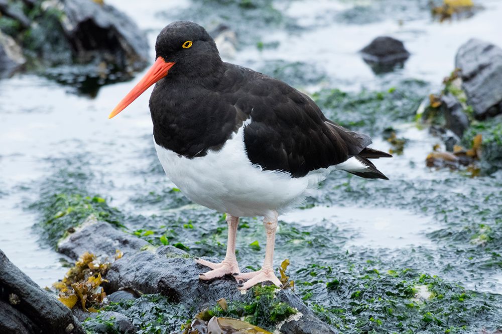 Falkland Islands. A Magellanic oystercatcher walks through the water at the edge of the ocean. art print by Ellen B. Goff for $57.95 CAD