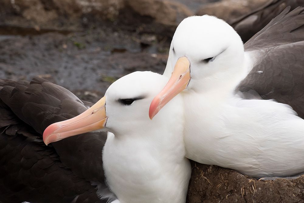 Falkland Islands. A pair of black-browed albatross sit together and groom each other. art print by Ellen B. Goff for $57.95 CAD