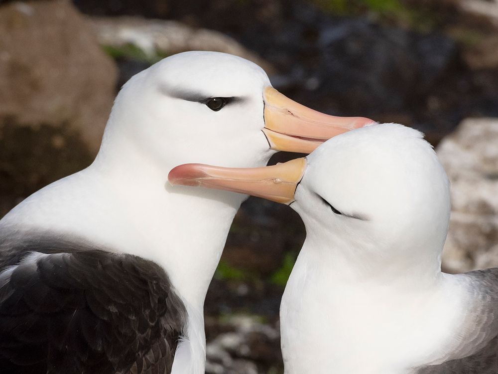 Falkland Islands. A pair of black-browed albatross sit together and preen each other. art print by Ellen B. Goff for $57.95 CAD
