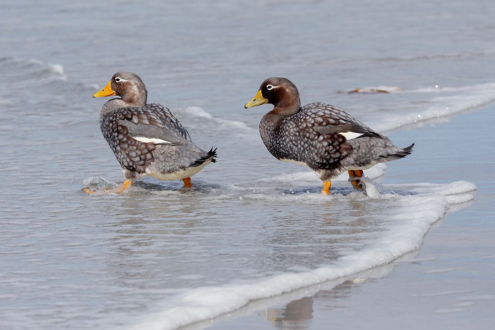 Falkland Islands. A pair of Falkland steamer ducks walk together on the beach. art print by Ellen B. Goff for $57.95 CAD