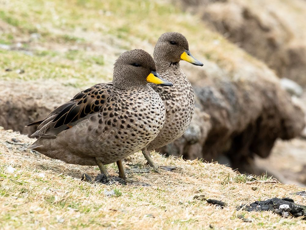 Falkland Islands. A pair of yellow-billed teal sit on the edge of the bank near the shore. art print by Ellen B. Goff for $57.95 CAD