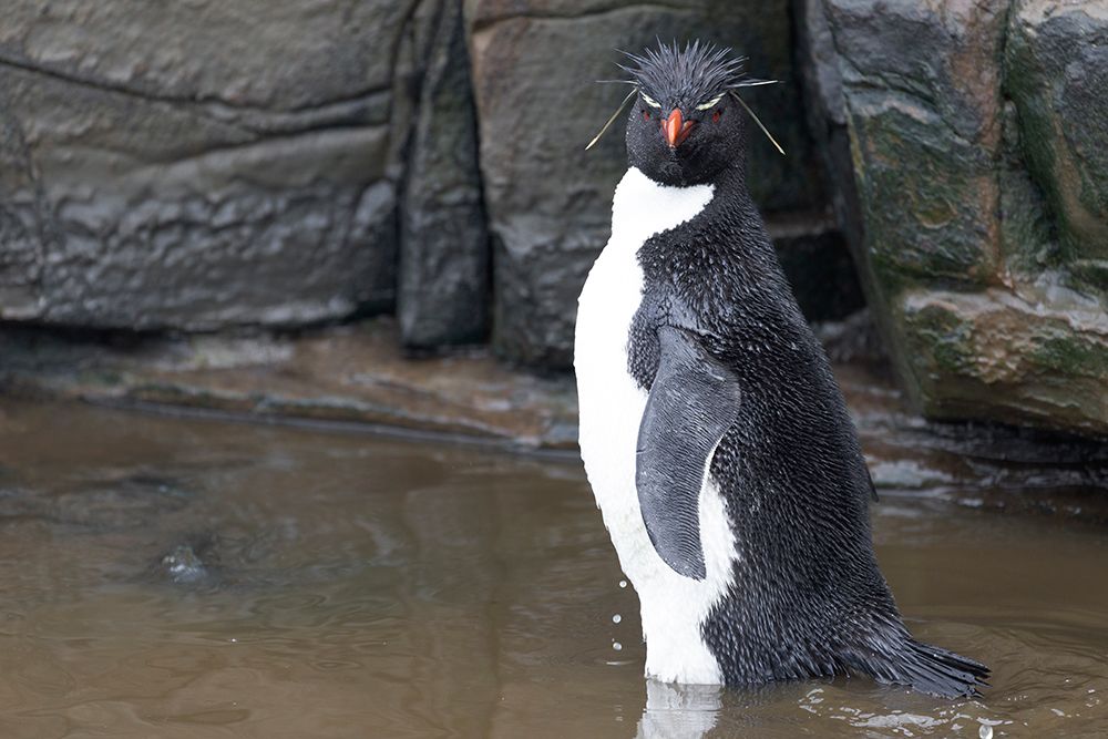Falkland Islands. A rockhopper penguin bathes in a small pool among the rocks. art print by Ellen B. Goff for $57.95 CAD