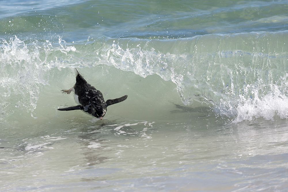 Falkland Islands. A rockhopper swims through the waves on its way to the beach. art print by Ellen B. Goff for $57.95 CAD