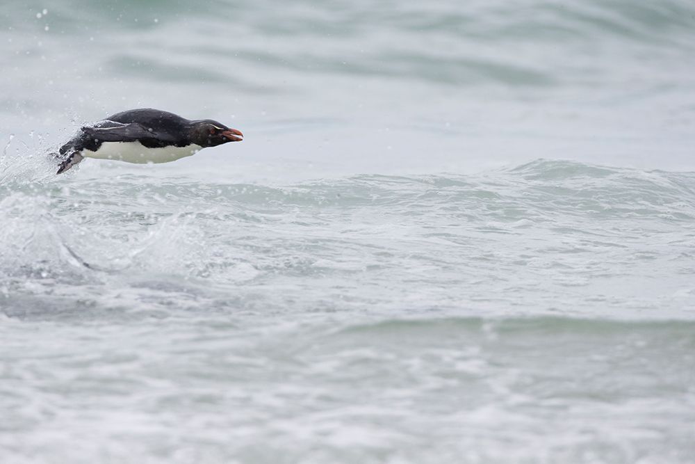 Falkland Islands. A single rockhopper penguin porpoises out of the ocean. art print by Ellen B. Goff for $57.95 CAD