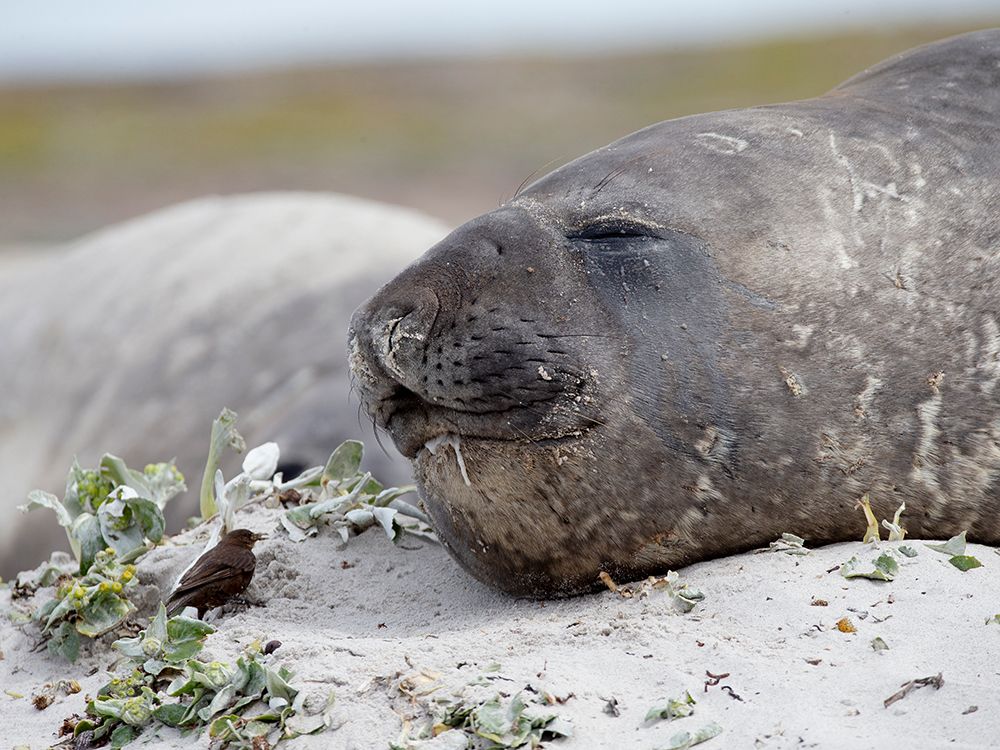 Falkland Islands. A tussock bird approaches a drooling elephant seal. art print by Ellen B. Goff for $57.95 CAD