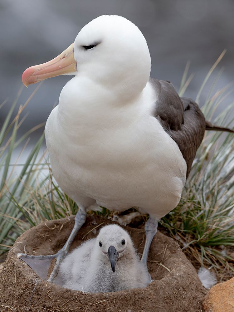 Falkland Islands. An adult black-browed albatross sits on its nest with its chick. art print by Ellen B. Goff for $57.95 CAD