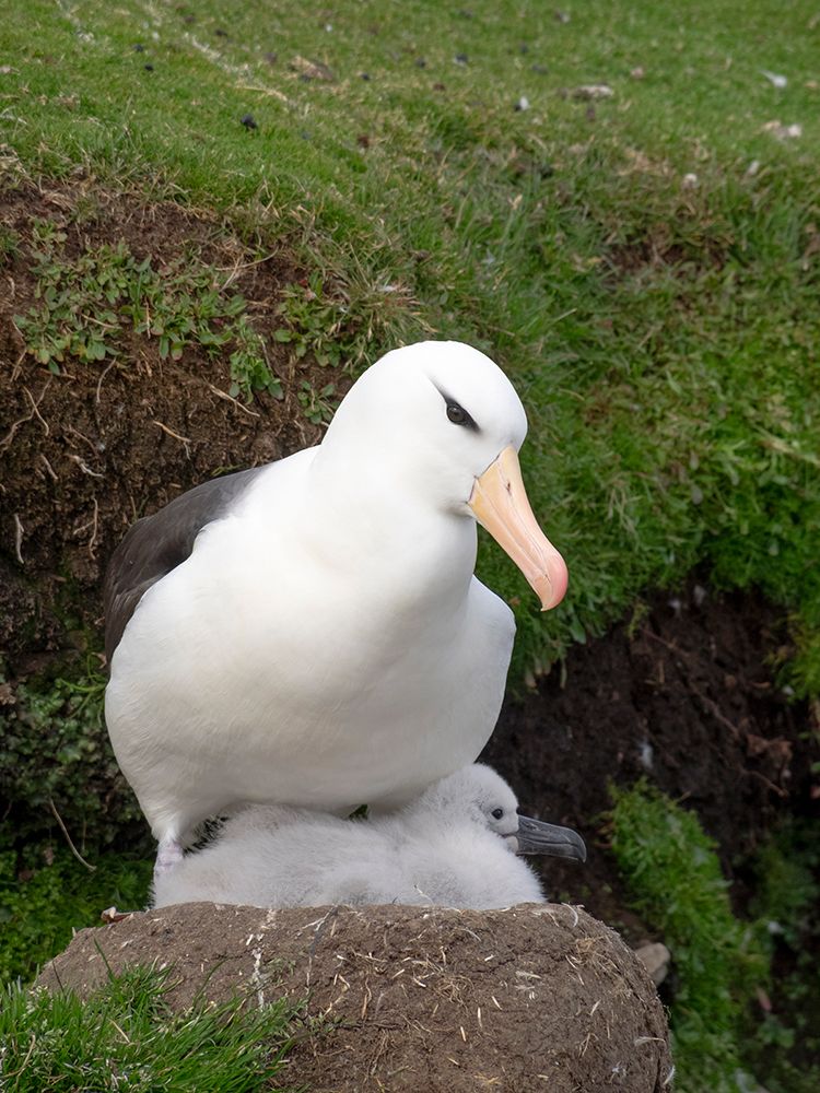 Falkland Islands. An adult black-browed albatross sits on the nest with its large chick. art print by Ellen B. Goff for $57.95 CAD