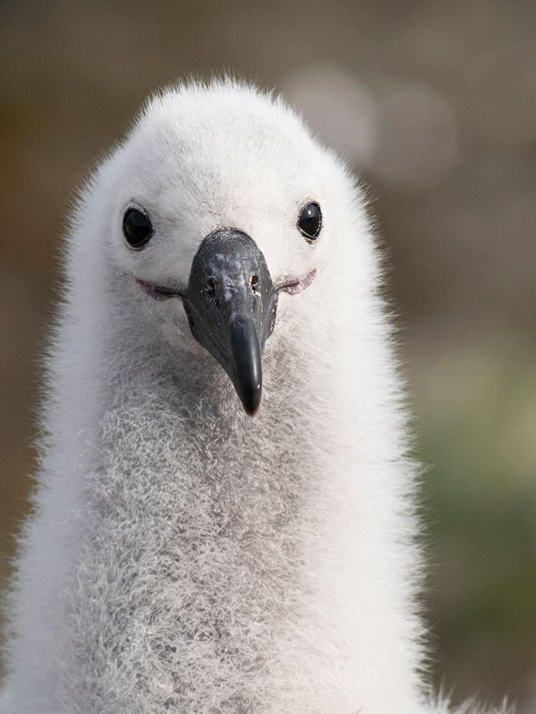 Falkland Islands. Headshot of a black-browed albatross chick. art print by Ellen B. Goff for $57.95 CAD