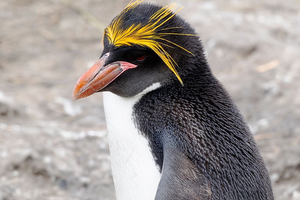Falkland Islands. Headshot of a macaroni penguin showing its brilliant yellow head feathers. art print by Ellen B. Goff for $57.95 CAD