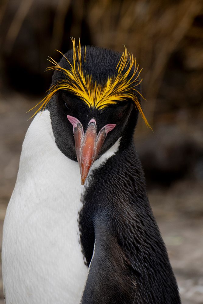 Falkland Islands. Headshot of a macaroni penguin showing its brilliant yellow head feathers. art print by Ellen B. Goff for $57.95 CAD