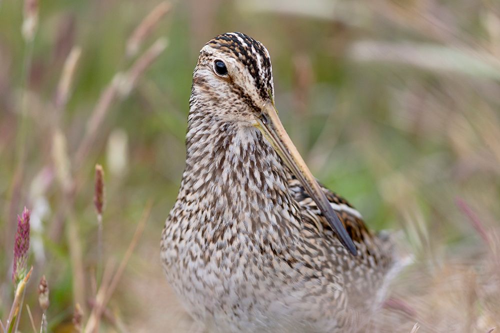 Falkland Islands. Headshot of a Magellanic snipe. art print by Ellen B. Goff for $57.95 CAD