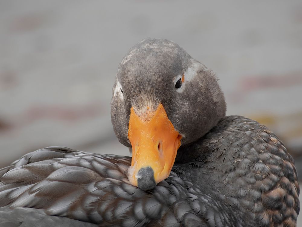 Falkland Islands. Headshot of a male Falkland steamer duck. art print by Ellen B. Goff for $57.95 CAD