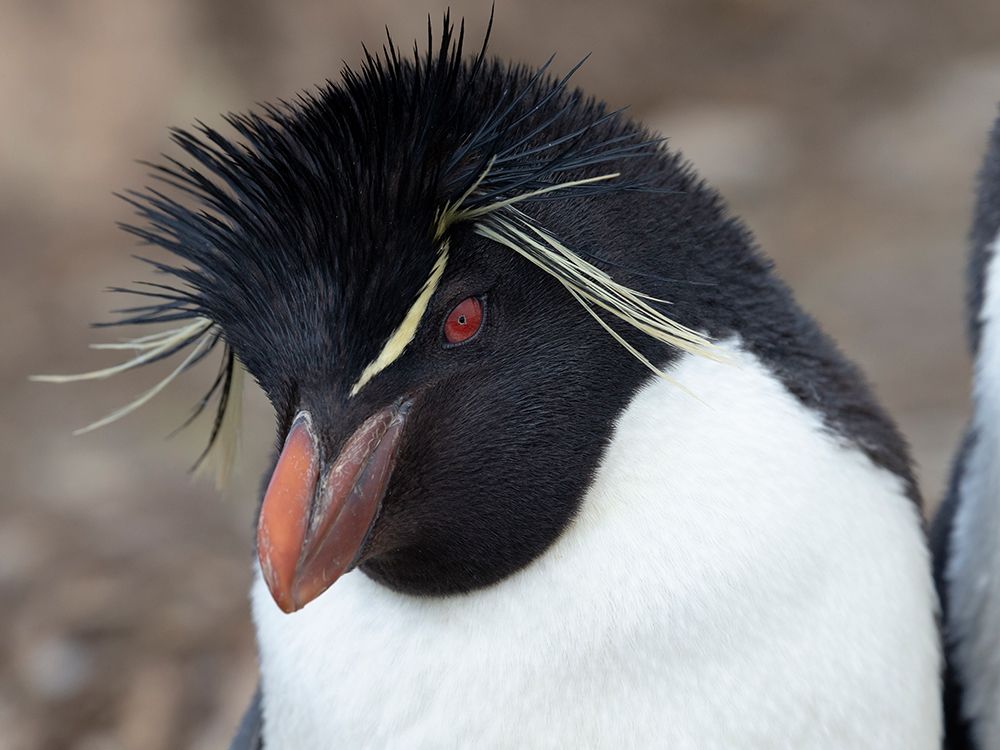 Falkland Islands. Headshot of a rockhopper penguin. art print by Ellen B. Goff for $57.95 CAD