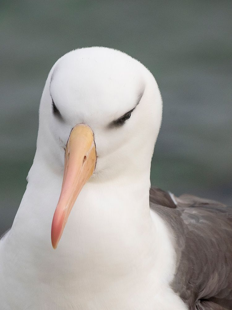 Falkland Islands. Headshot of an adult black-browed albatross. art print by Ellen B. Goff for $57.95 CAD