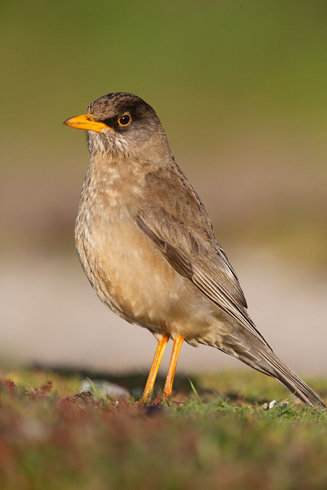 Falkland Islands. Portrait of a Falkland thrush. art print by Ellen B. Goff for $57.95 CAD