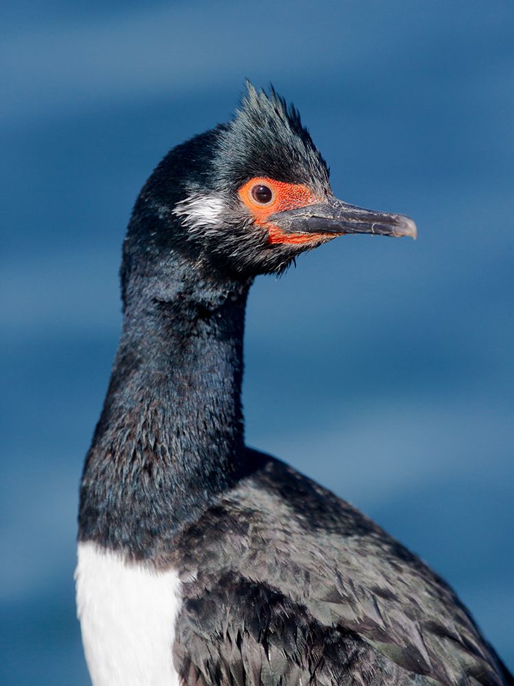 Falkland Islands. Portrait of a king cormorant. art print by Ellen B. Goff for $57.95 CAD