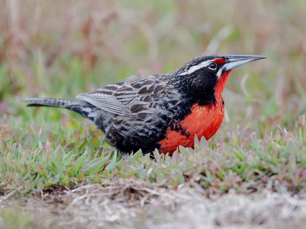 Falkland Islands. Portrait of a long-tailed meadowlark foraging in the grass. art print by Ellen B. Goff for $57.95 CAD