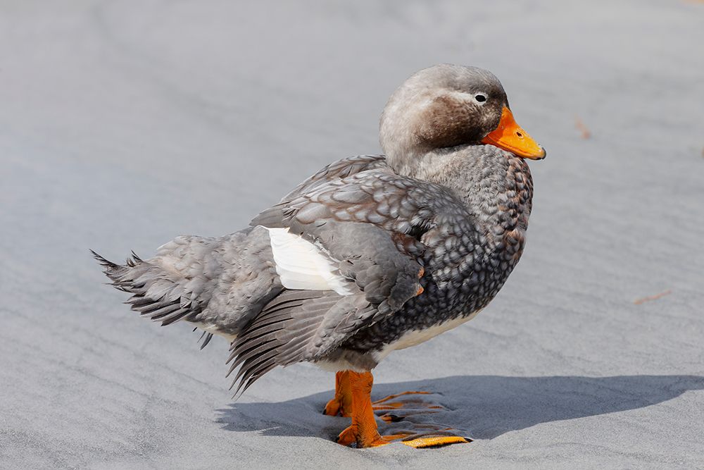 Falkland Islands. Portrait of a male Falkland steamer duck. art print by Ellen B. Goff for $57.95 CAD
