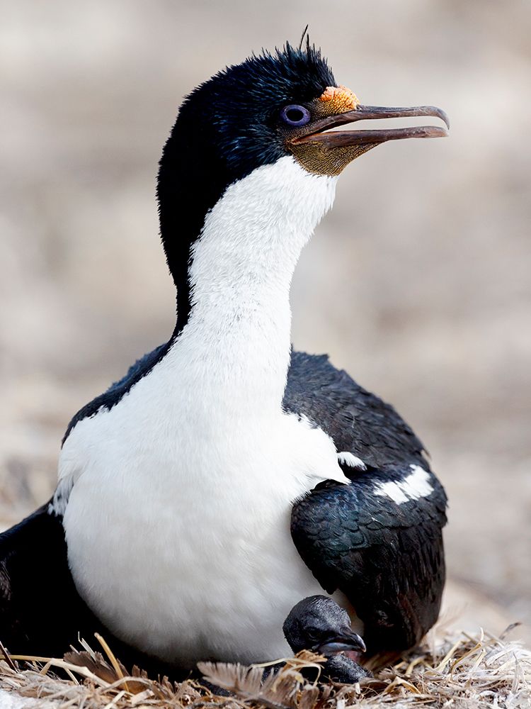 Falkland Islands. Portrait of a rock shag on its nest with a tiny chick peering out from under it. art print by Ellen B. Goff for $57.95 CAD