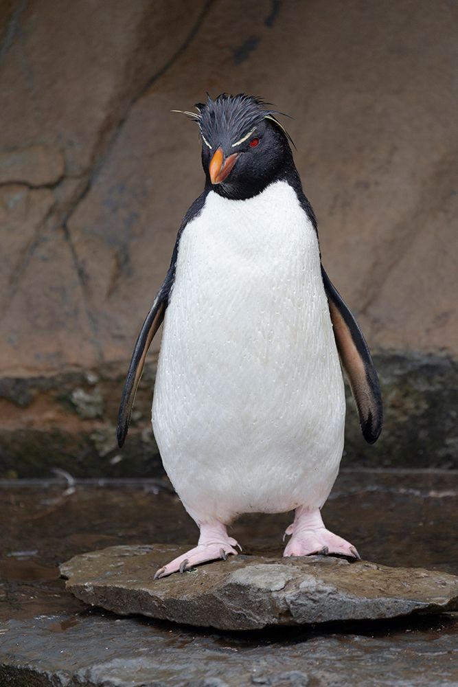 Falkland Islands. Portrait of a rockhopper penguin. art print by Ellen B. Goff for $57.95 CAD