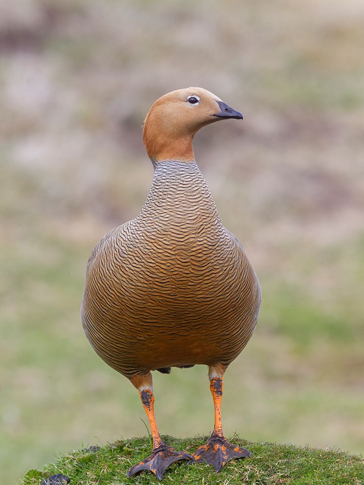 Falkland Islands. Portrait of a ruddy-headed goose standing on a grass hummock. art print by Ellen B. Goff for $57.95 CAD