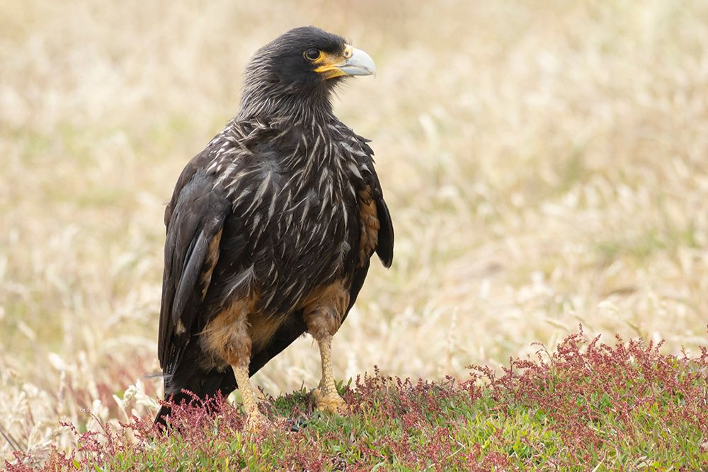 Falkland Islands. Portrait of a striated caracara adult. art print by Ellen B. Goff for $57.95 CAD