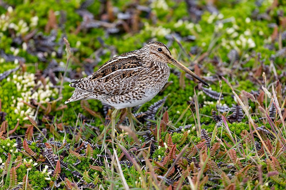 Falkland Islands. Portrait of an Magellanic snipe in the heath. art print by Ellen B. Goff for $57.95 CAD