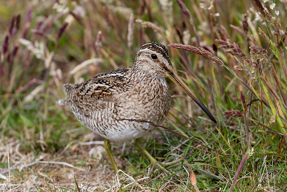 Falkland Islands. Portrait of an Magellanic snipe in the heath. art print by Ellen B. Goff for $57.95 CAD