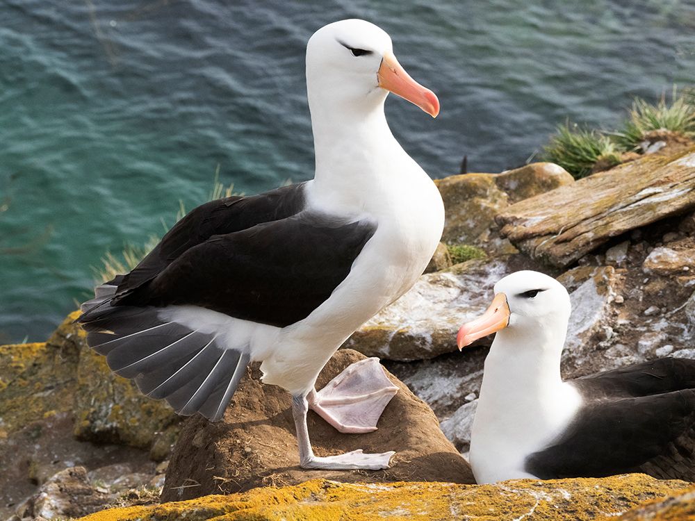 Falkland Islands. Two adult black-browed albatrosses greet each other after one returns. art print by Ellen B. Goff for $57.95 CAD